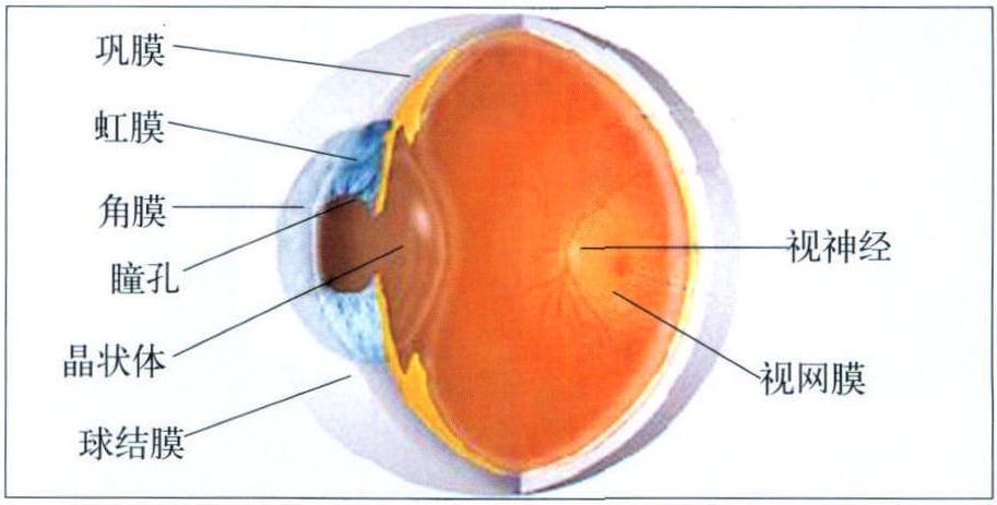 (一) 眼睛的基本结构